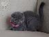 PoulaTo: Εκπληκτικό Scottish Fold Tica Kitten Ready